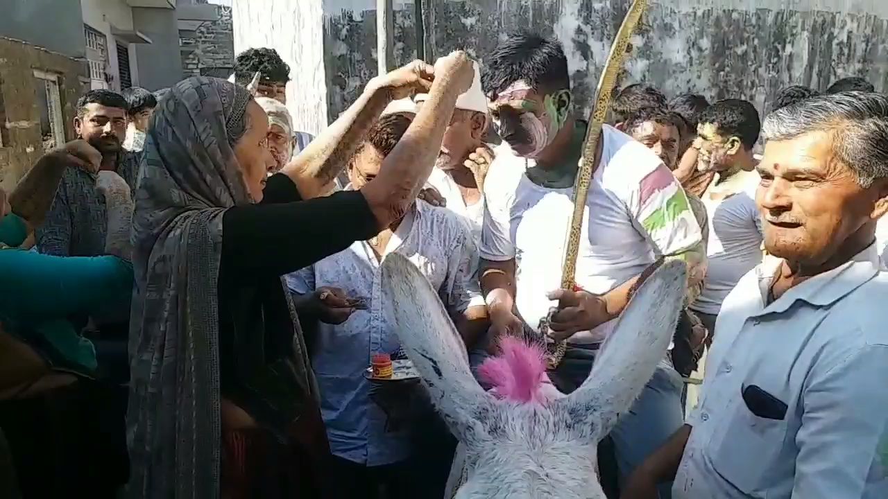 જુનાગઢના ધંધુસર ગામમાં ધૂળેટીના દિવસે ગદર્ભ પર નીકળે છે રા'ની અનોખી સવારે