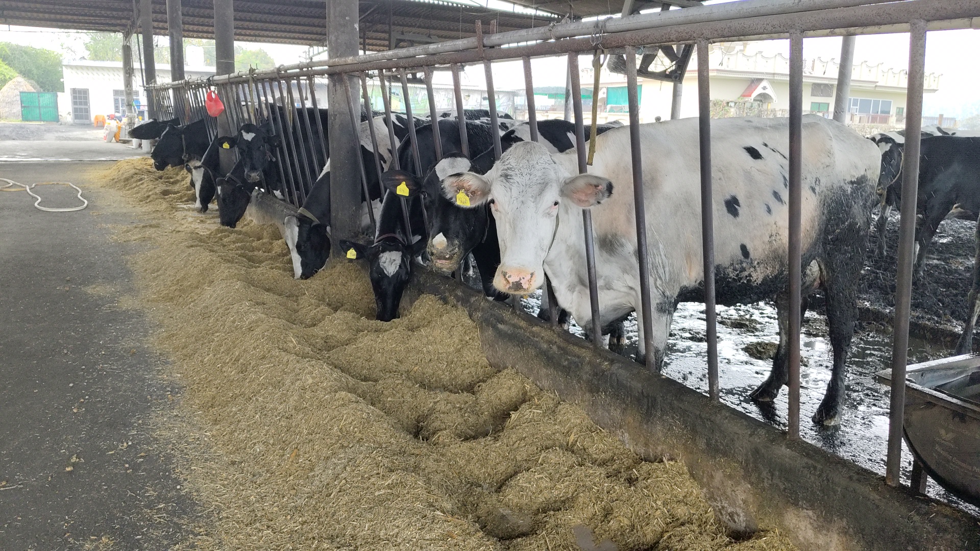 Haryana Karnal cow became Asia number one cow by giving 87 liters of milk in 24 hours