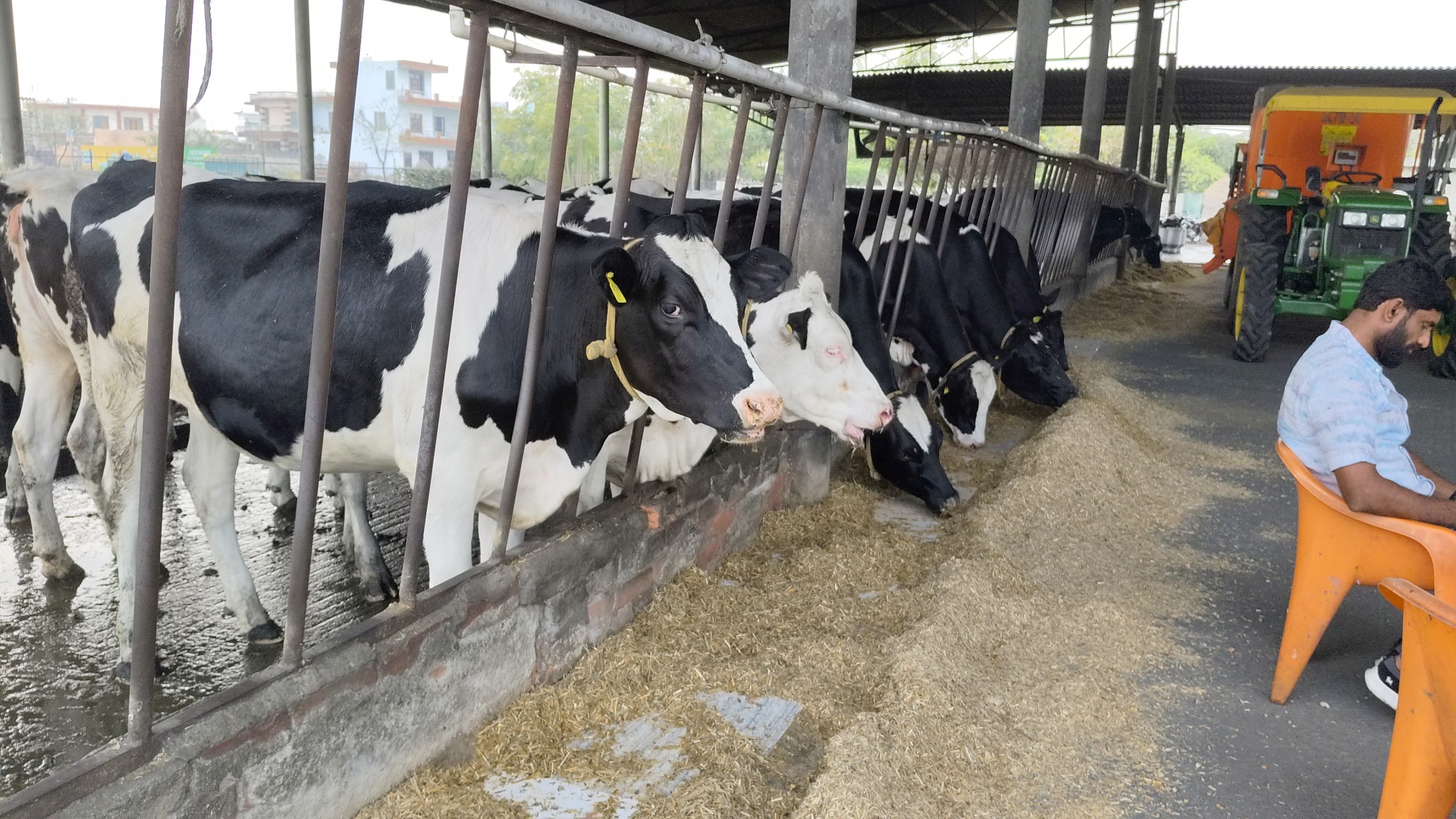 Haryana Karnal cow became Asia number one cow by giving 87 liters of milk in 24 hours