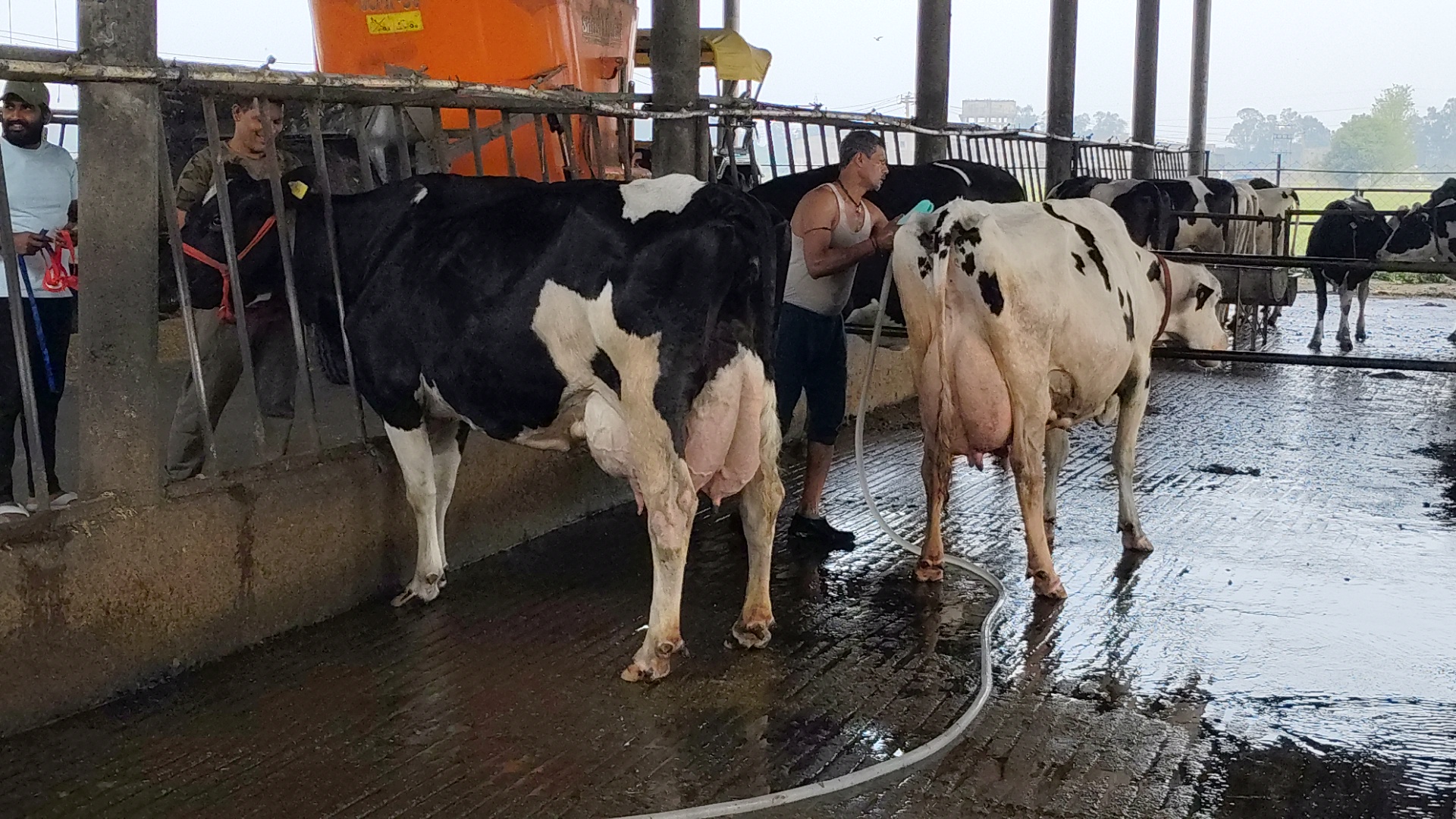 Haryana Karnal cow became Asia number one cow by giving 87 liters of milk in 24 hours