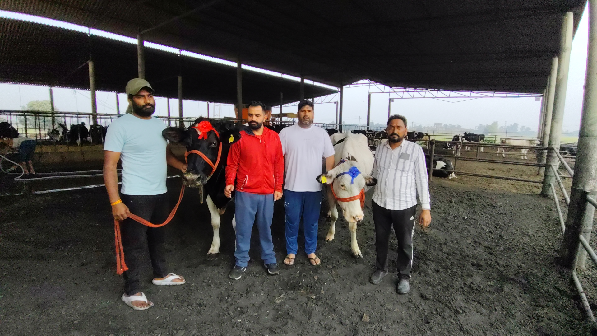 Haryana Karnal cow became Asia number one cow by giving 87 liters of milk in 24 hours