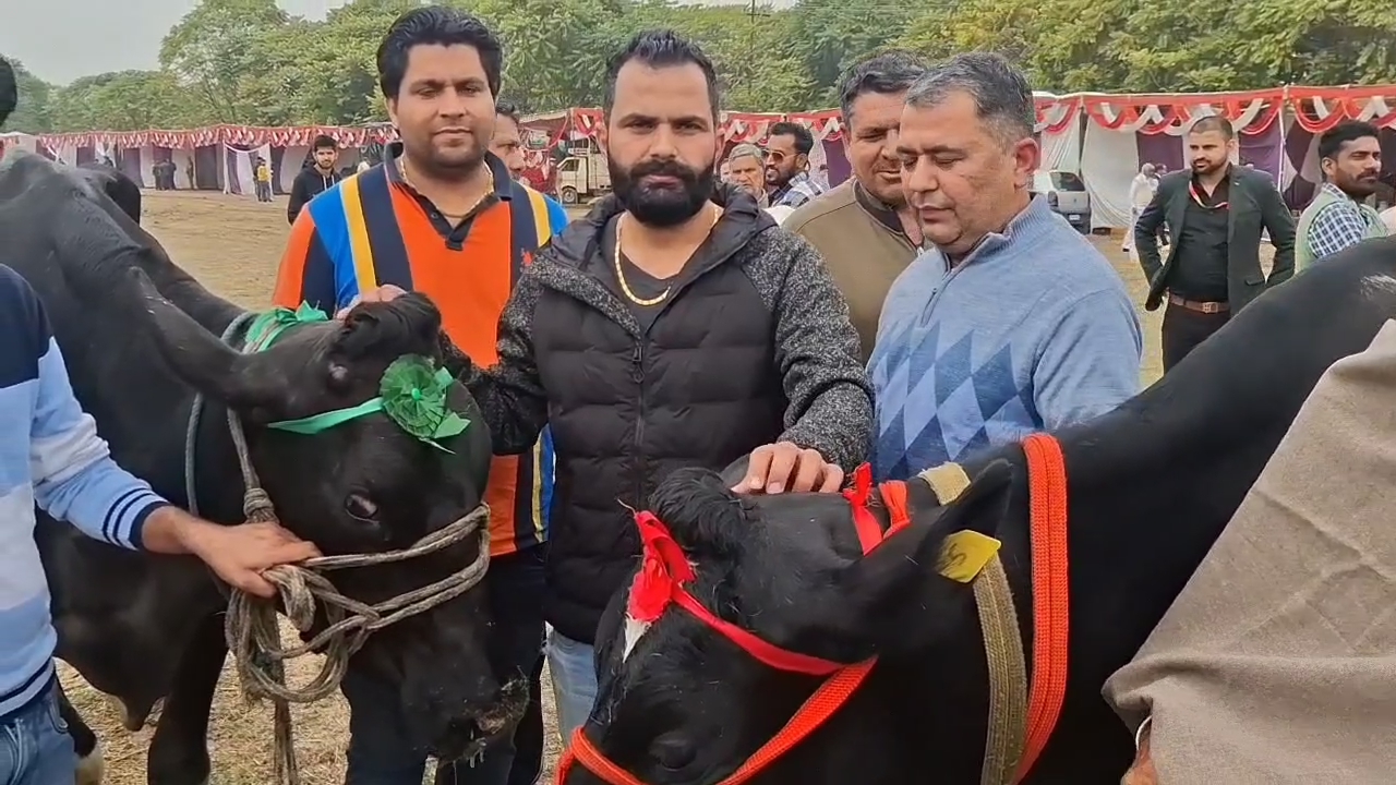 Haryana Karnal cow became Asia number one cow by giving 87 liters of milk in 24 hours