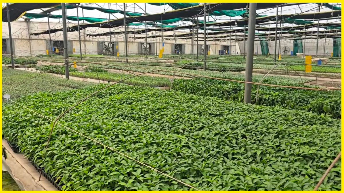 Kurukshetra Farmer Turns Farming Into Money Spinning Enterprise