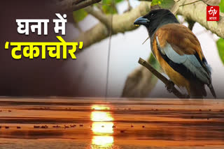 पक्षी रूफस ट्रीपी