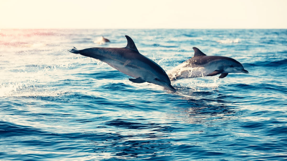 Dance with Dolphins: Top Places In India To Spot These Majestic Sea Creatures Places in India to see dolphins in India (Representational Image)