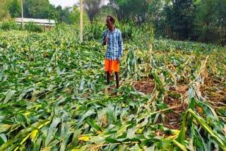 UNSEASONAL RAIN IN BASTAR