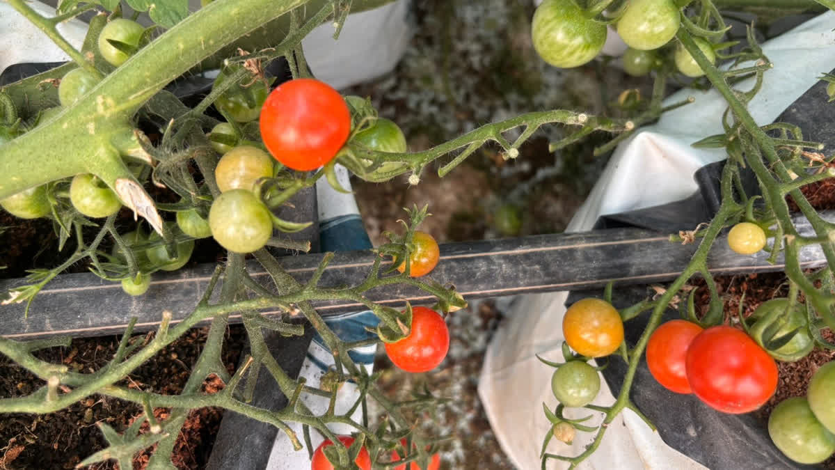 HIGH TECH AND ORGANIC CAPSICUM ORGANIC CAPSICUM IN ALWAR IAS OFFICER CAPSICUM FARMING POLYHOUSES HYDROPONIC SYSTEM
