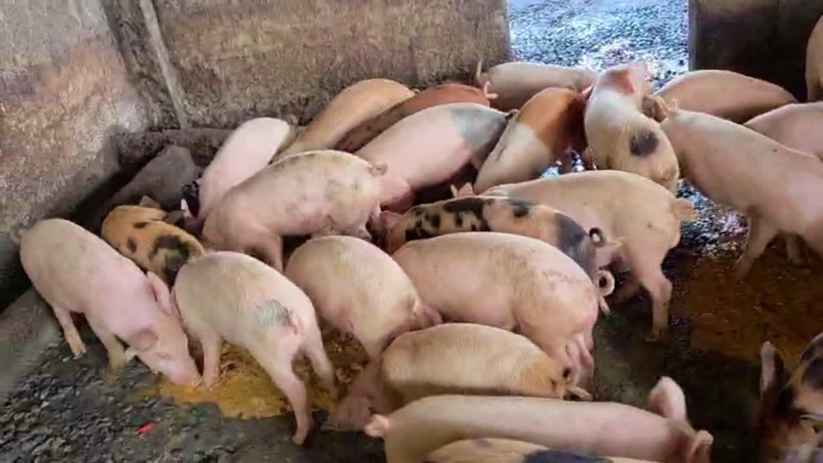 African Swine Fever Vaccine Almost Ready As Second Phase Of Trial Underway At Chhattisgarh Farm