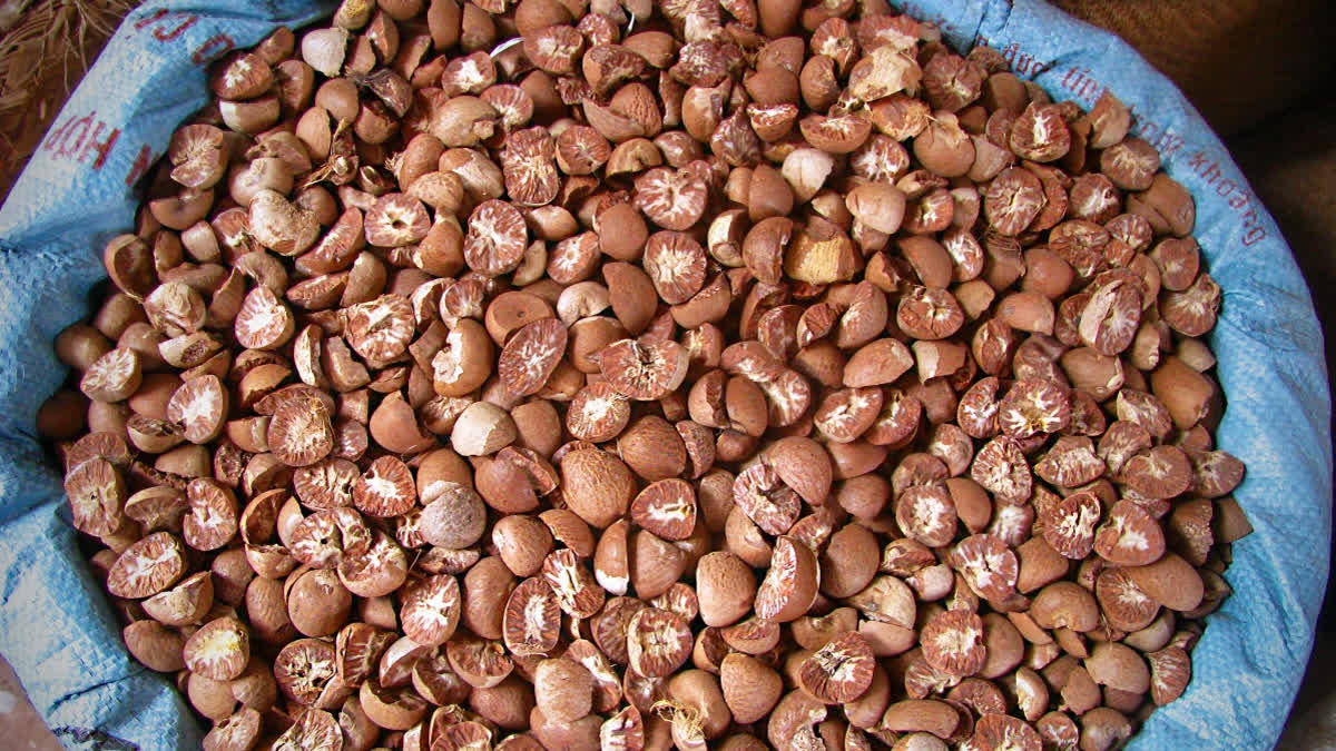 Arecanut Prices Surge In Kasaragod, Bringing Relief To Farmers Arecanut