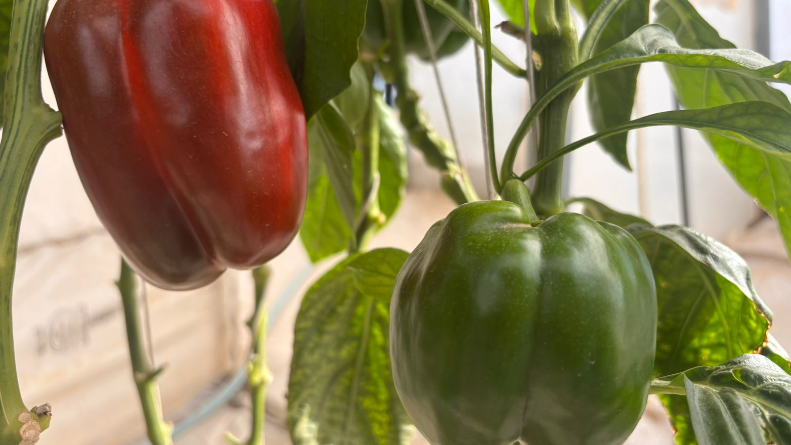 HIGH TECH AND ORGANIC CAPSICUM ORGANIC CAPSICUM IN ALWAR IAS OFFICER CAPSICUM FARMING POLYHOUSES HYDROPONIC SYSTEM