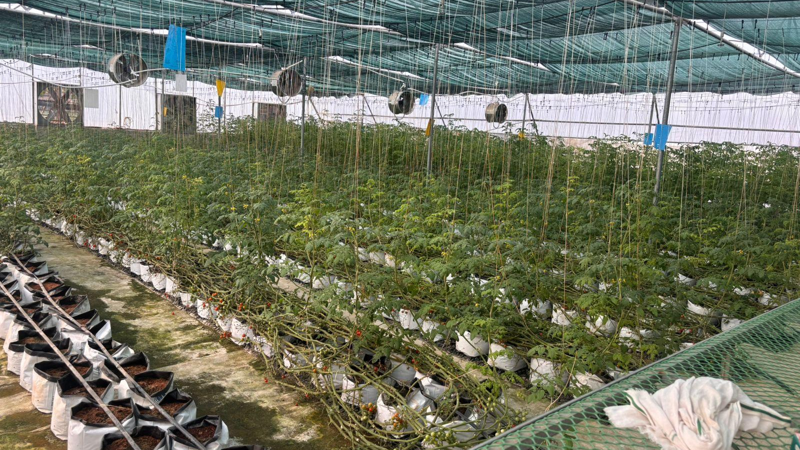 HIGH TECH AND ORGANIC CAPSICUM ORGANIC CAPSICUM IN ALWAR IAS OFFICER CAPSICUM FARMING POLYHOUSES HYDROPONIC SYSTEM