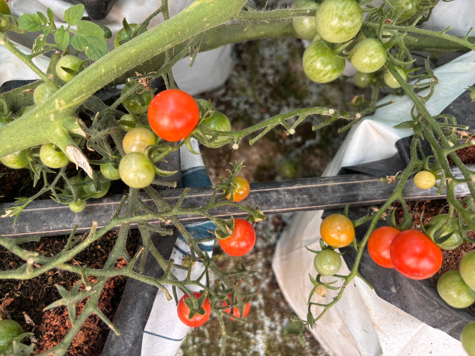 HIGH TECH AND ORGANIC CAPSICUM ORGANIC CAPSICUM IN ALWAR IAS OFFICER CAPSICUM FARMING POLYHOUSES HYDROPONIC SYSTEM