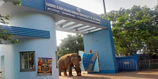 JHARGRAM ELEPHANT RAMLAL