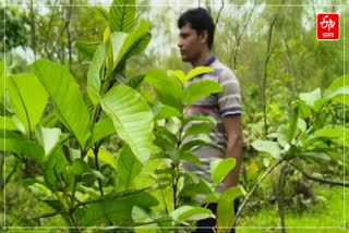 Jorhat youth create forest
