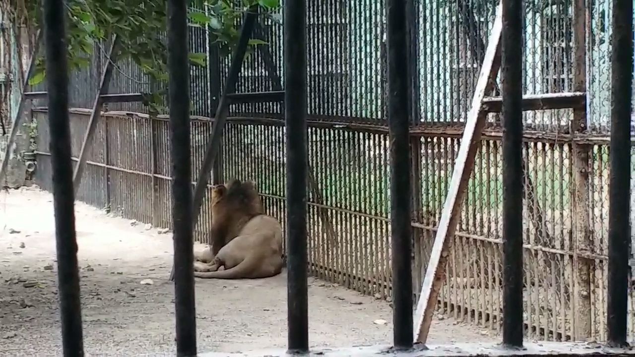 સક્કરબાગ પ્રાણી સંગ્રહાલયમાં એશિયાઈ સિંહોના દર્શન