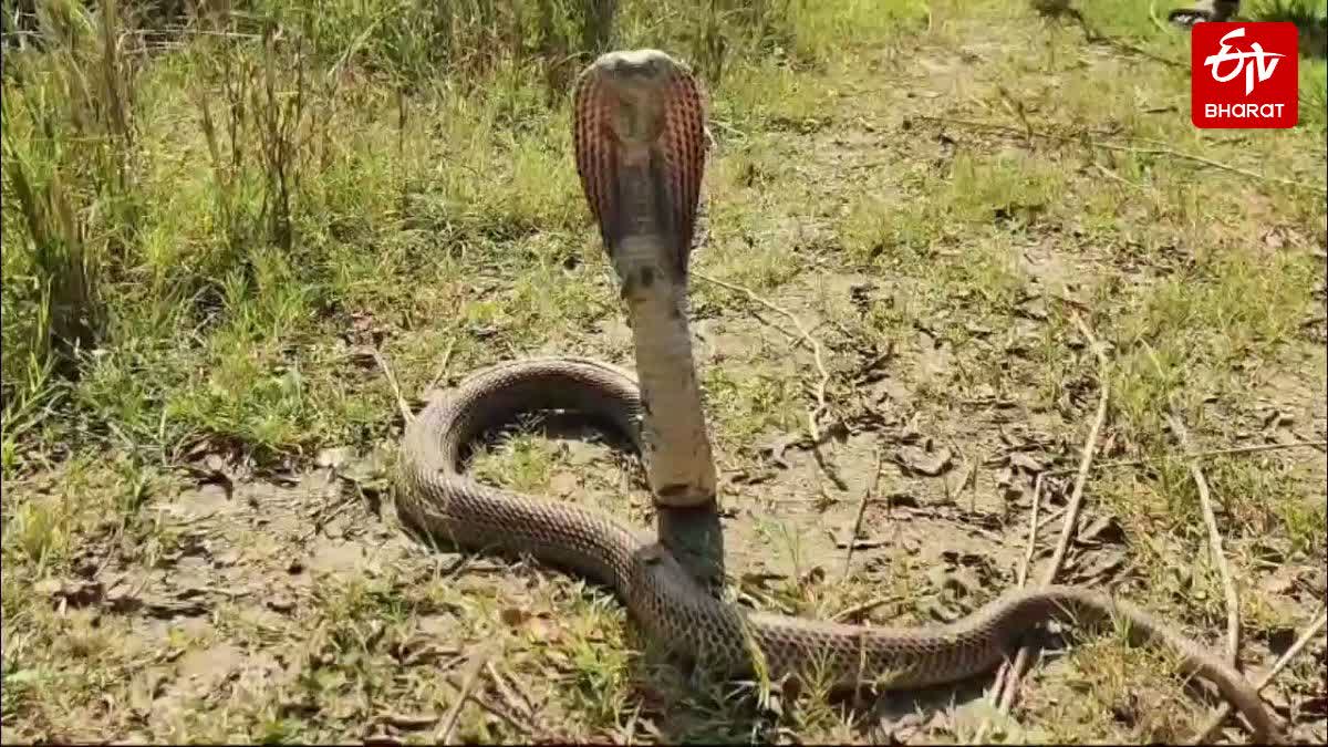 KORBA SNAKEBITE