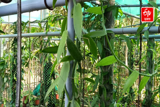 Jayanta Malla Baruah on Vanilla Cultivation