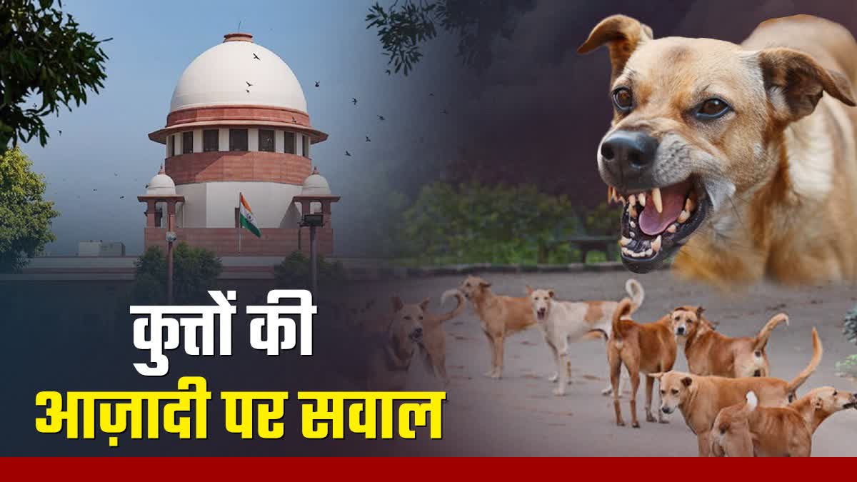 आवारा कुत्तों का आतंक, राजस्थान HC के दो जज भी कुत्तों का शिकार हुए