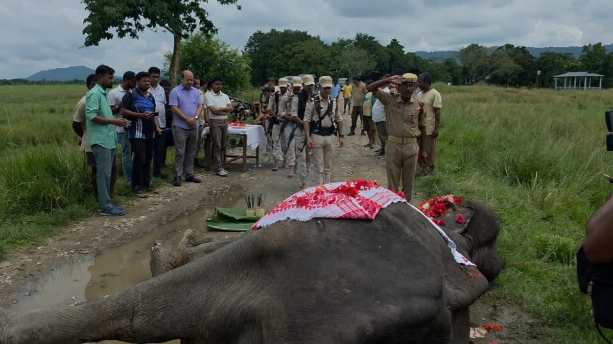 Kaziranga's Oldest Elephant Mohanmala Passes Away At 85 Kaziranga National Park staff pays tribute to Mohanmala