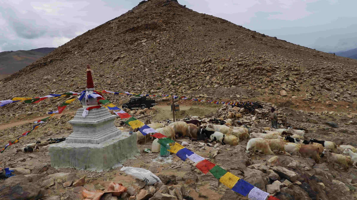 From Wolf Traps To Stupas: Ladakh’s Journey Of Forgiveness Through Shandong For centuries, Shandongs, deep stone traps designed to capture wolves, were scattered across the rugged landscapes of Ladakh. They stood as symbols of survival, built by herders to protect their livestock from predators in an unforgiving environment