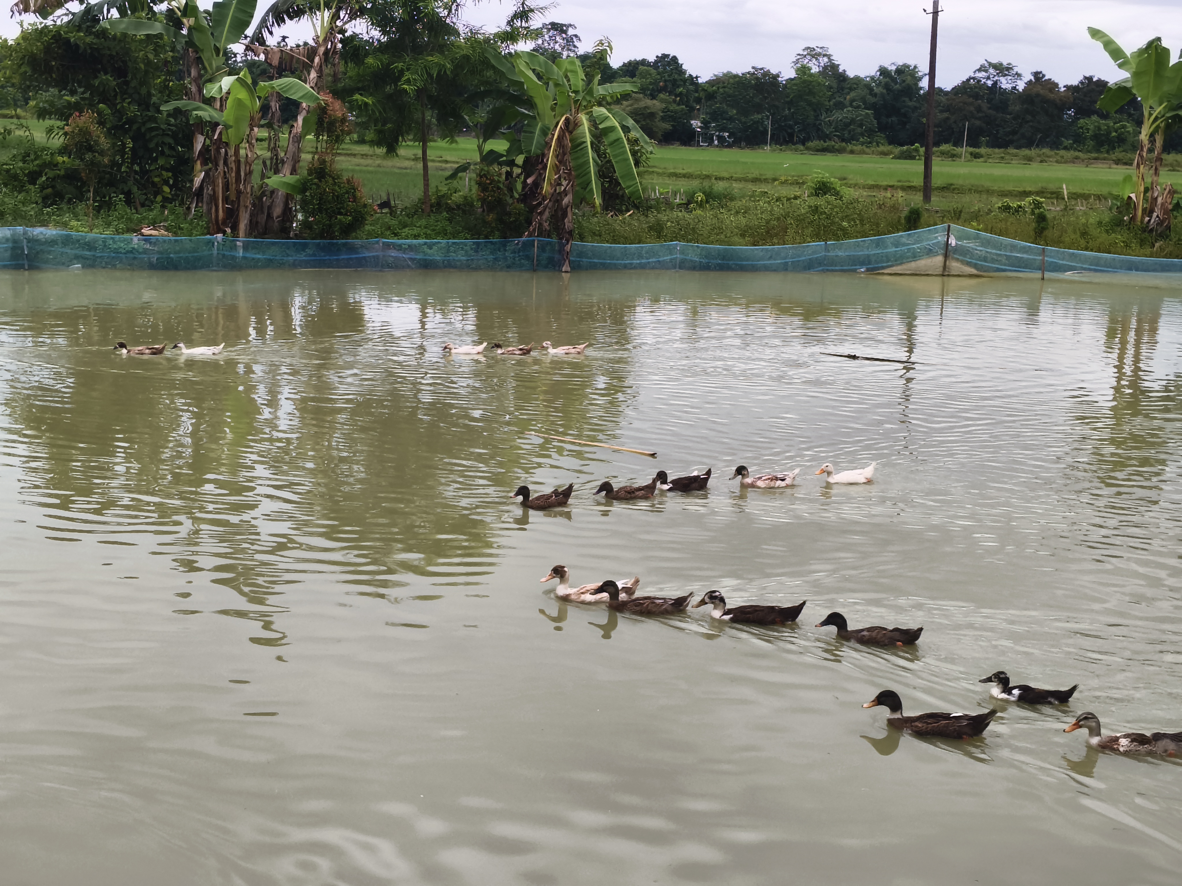 A young man has become self-sufficient through nursery, fish farming, and duck farming in Dibrugarh