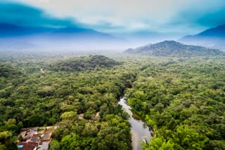Forest Laws and Restrictions