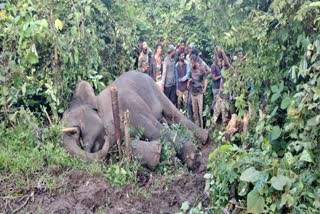 WILD ELEPHANT THAT ESCAPED FROM DOT TWICE CAPTURED IN HASSAN