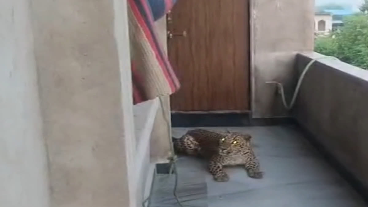 Panther resting in the gallery of the house
