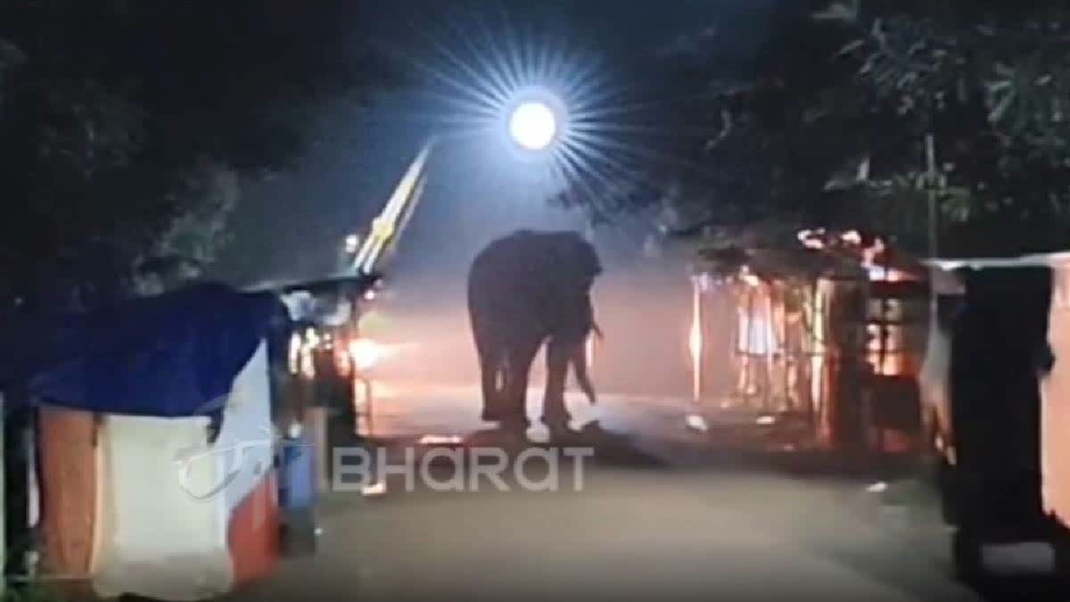Elephant Enters Chhattisgarh's Dhamtari From Maharashtra, Forest Dept Alerts 15 Villages