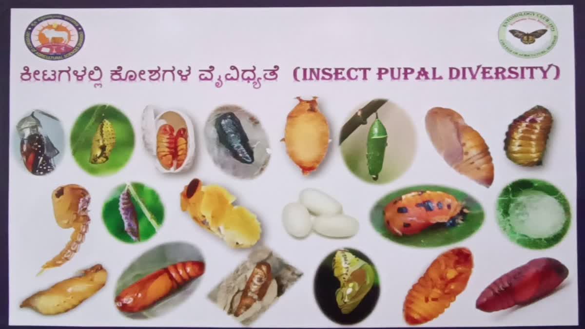 ಧಾರವಾಡ: ಕೃಷಿ ಮೇಳದಲ್ಲಿ ಗಮನ ಸೆಳೆಯುತ್ತಿರುವ ವಿಸ್ಮಯಕಾರಿ ಕೀಟ ಪ್ರಪಂಚ..!! ಧಾರವಾಡ: ಕೃಷಿ ಮೇಳದಲ್ಲಿ ಗಮನ ಸೆಳೆಯುತ್ತಿರುವ ವಿಸ್ಮಯಕಾರಿ ಕೀಟ ಪ್ರಪಂಚ..!!