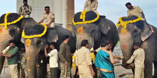 More Elephants Arrive At Mysuru Palace For 2026 Dasara Festivities
