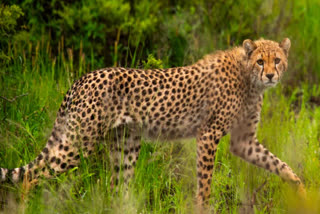 KUNO CHEETAH IN MP RAJASTHAN BORDER
