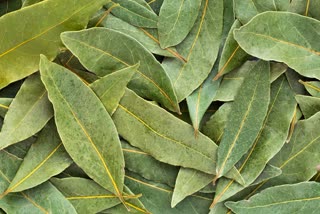 bay_leaf