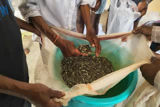 maihar Podi Fish Seed Center