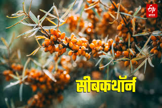 SEA BUCKTHORN