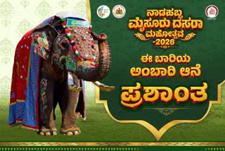 MYSURU DASARA: PRASHANTHA ELEPHANT SELECTED TO CARRY AMBARI