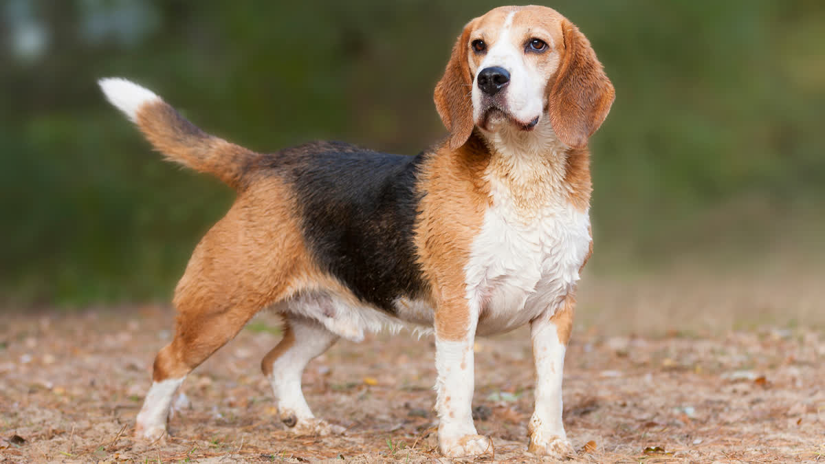 mandsaur man shot dog