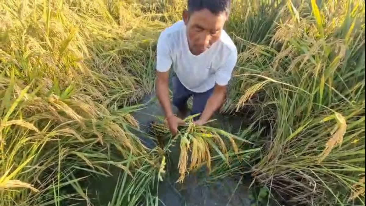 flash flood at Jonai paddy field