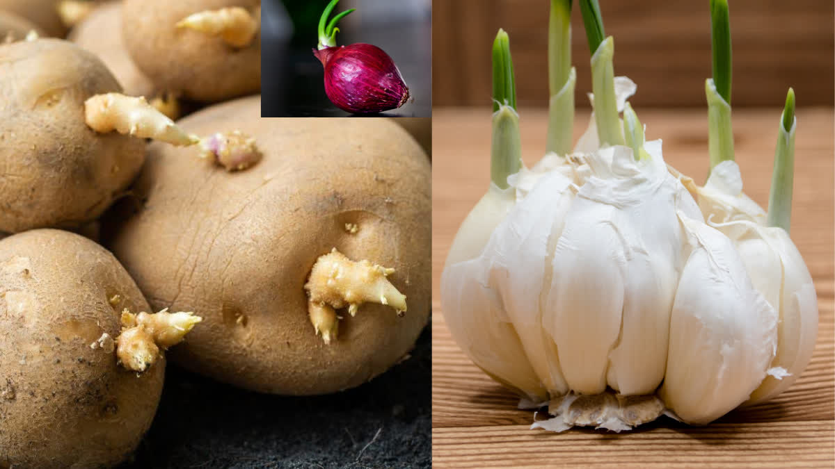 Do you also eat sprouted potatoes, onions and garlic? So be careful! Know the reason