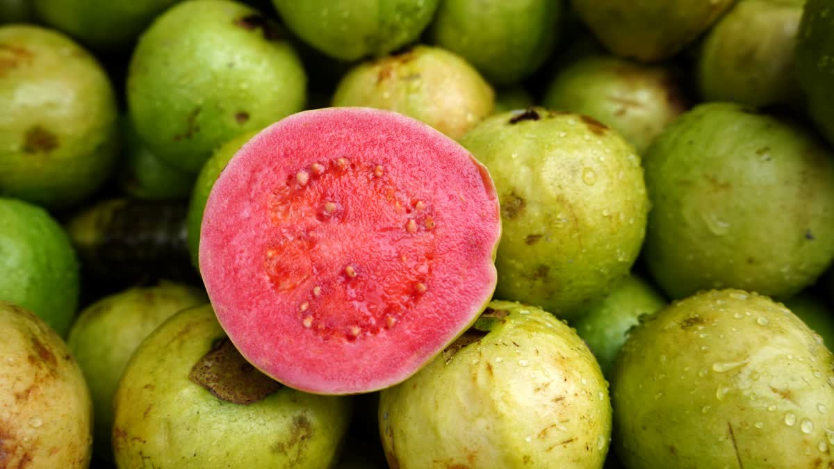 PINK GUAVA  GUAVA FOR DIABETIC PATIENTS  NUTRIENTS IN PINK GUAVA  PINK GUAVA BENEFITS