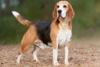 mandsaur man shot dog