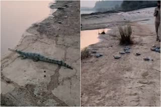 SIDHI SON GHARIAL SANCTUARY