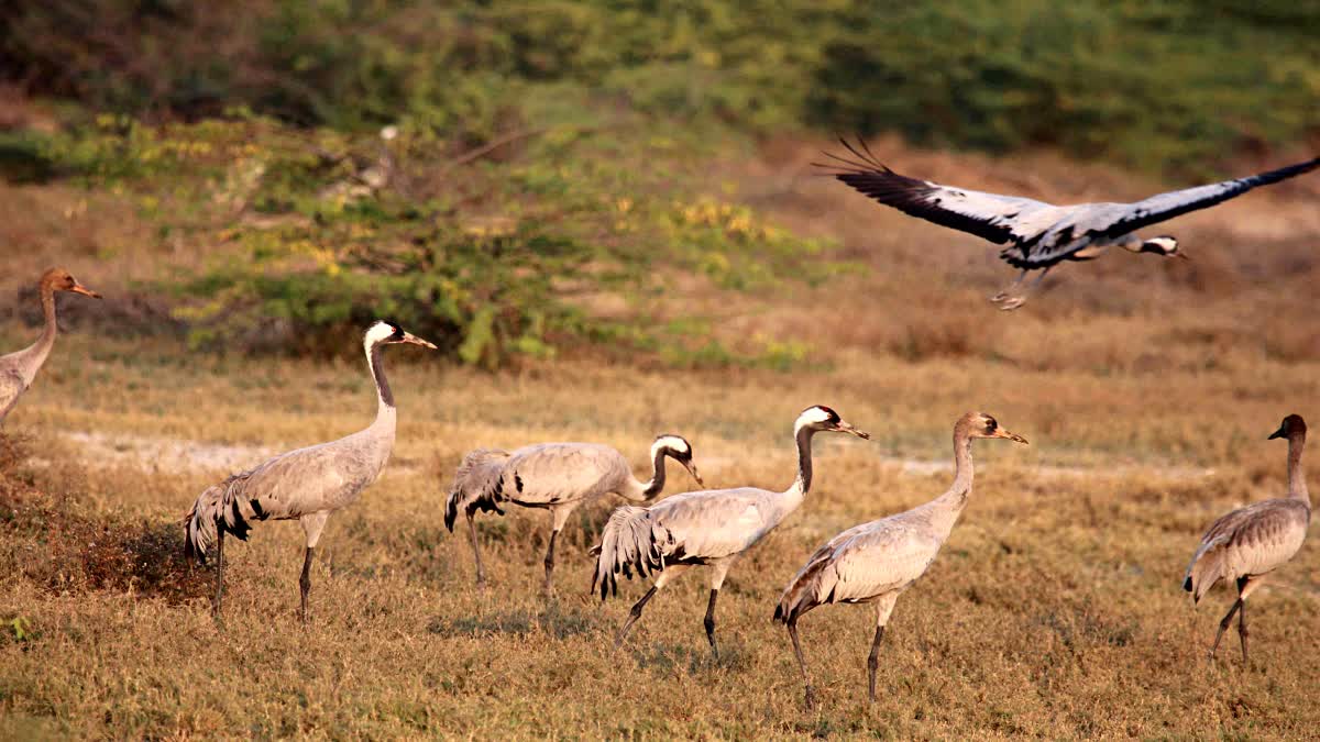 Rare Shift Of Migratory Birds In Rajasthan's iconic Marwar Region This Winter