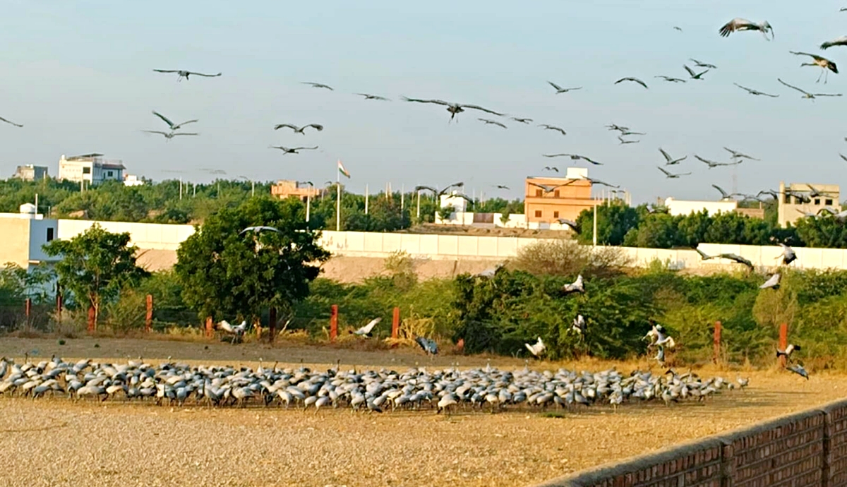 Rare Shift Of Migratory Birds In Rajasthan's iconic Marwar Region This Winter