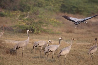 जोधपुर पहुंचे प्रवासी पक्षी