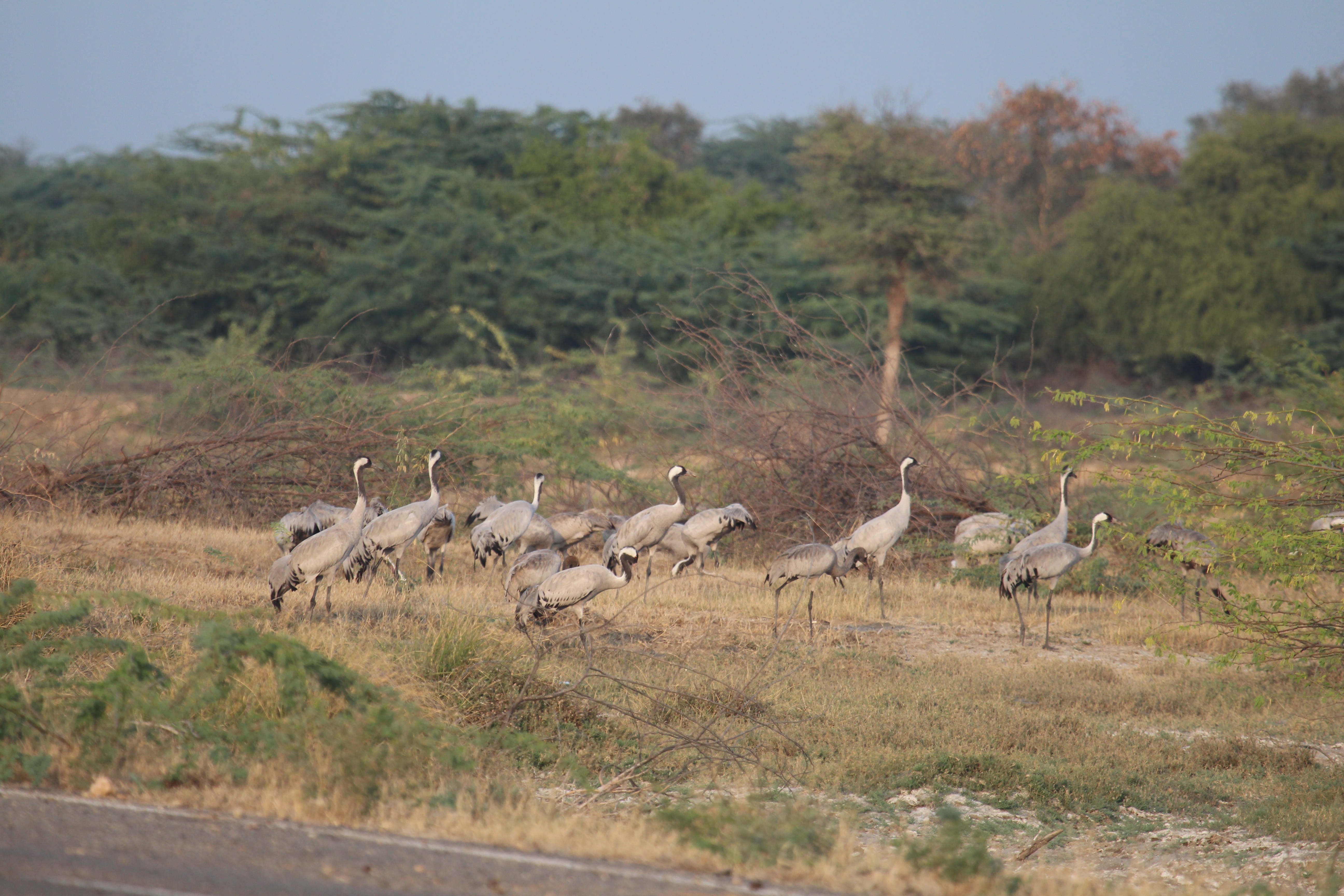 Rare Shift Of Migratory Birds In Rajasthan's iconic Marwar Region This Winter