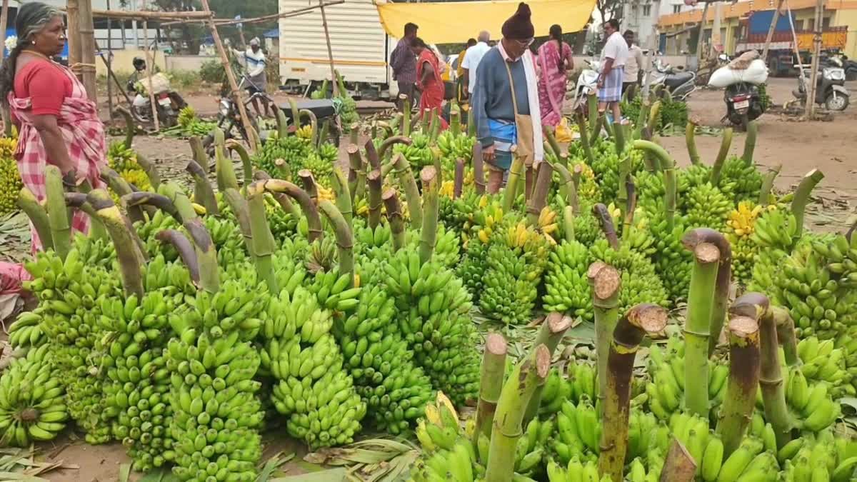 பொங்கல் பண்டிகை: 4 மடங்கு விலை உயர்ந்த பூவன் வாழைத்தார்கள்