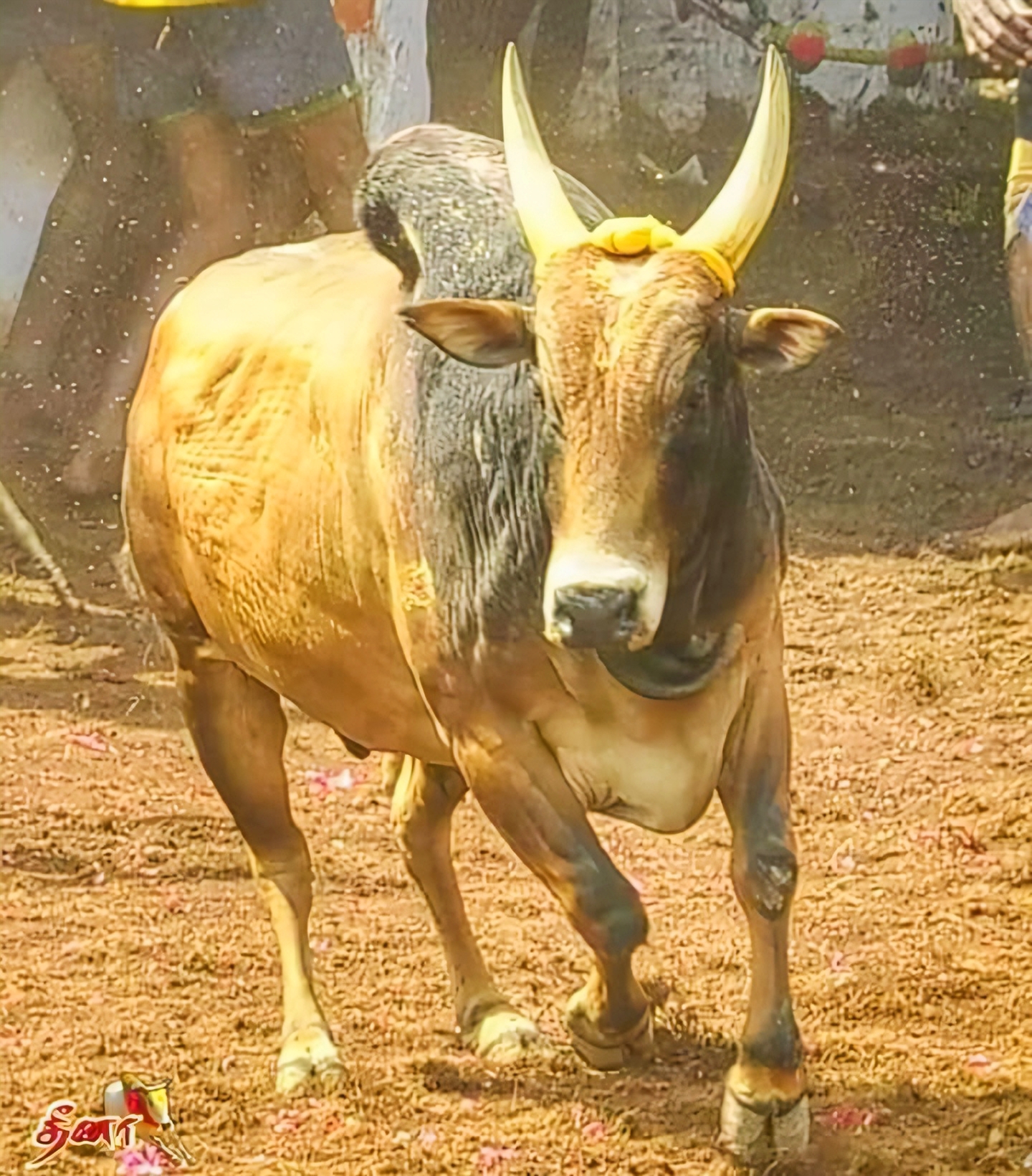 HOW Jallikattu Broke Barriers