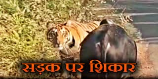 TIGER VIDEO NARMADAPURAM