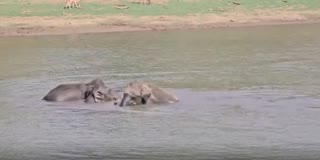 யானை கூட்டங்கள் குளித்து மகிழ்ந்த வீடியோ வைரல்